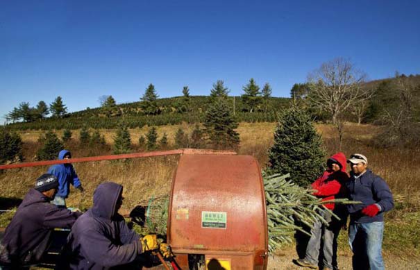 Πως γίνεται η καλλιέργεια και συγκομιδή των Χριστουγεννιάτικων Δέντρων (6)