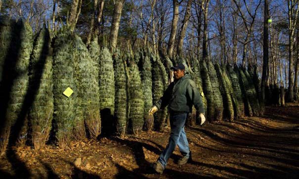 Πως γίνεται η καλλιέργεια και συγκομιδή των Χριστουγεννιάτικων Δέντρων (21)