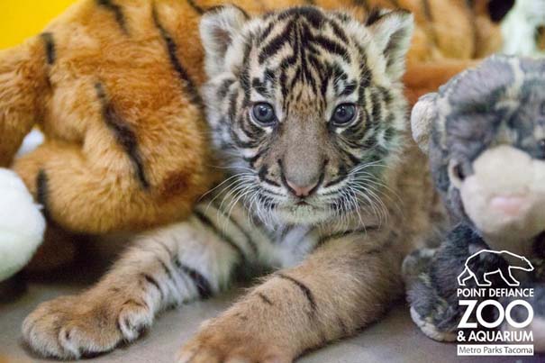 Οι πιο αξιολάτρευτες φωτογραφίες με μωρά ζώων του 2012 (2)