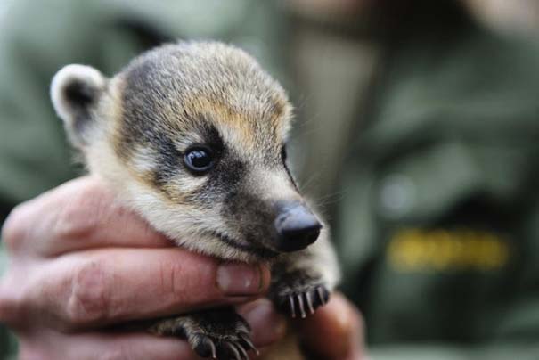 Οι πιο αξιολάτρευτες φωτογραφίες με μωρά ζώων του 2012 (4)