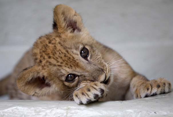 Οι πιο αξιολάτρευτες φωτογραφίες με μωρά ζώων του 2012 (5)