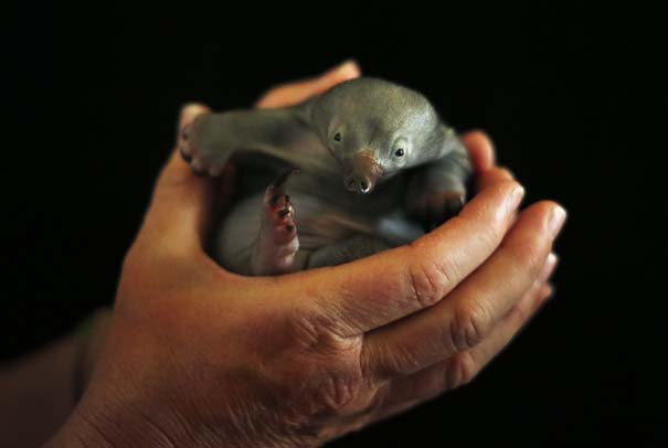 Οι πιο αξιολάτρευτες φωτογραφίες με μωρά ζώων του 2012 (8)