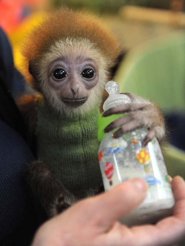 Οι πιο αξιολάτρευτες φωτογραφίες με μωρά ζώων του 2012 (10)