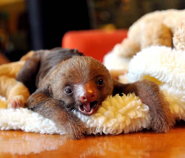 Οι πιο αξιολάτρευτες φωτογραφίες με μωρά ζώων του 2012 (11)