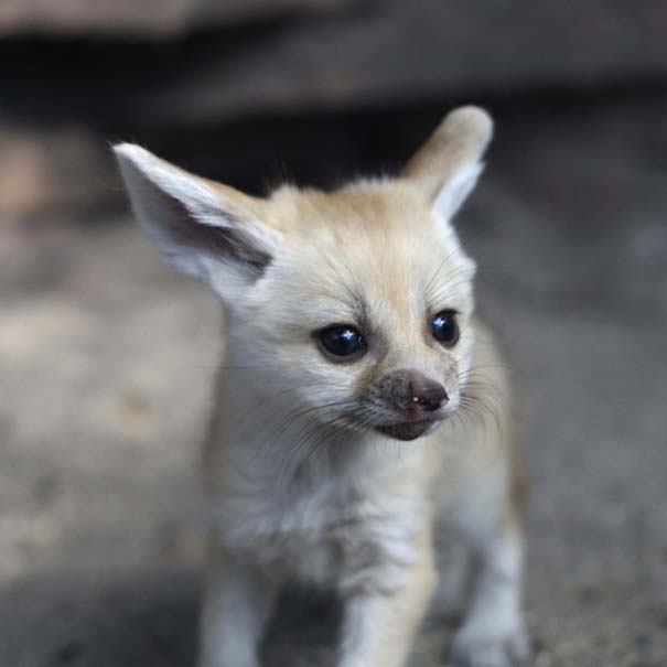 Οι πιο αξιολάτρευτες φωτογραφίες με μωρά ζώων του 2012 (12)