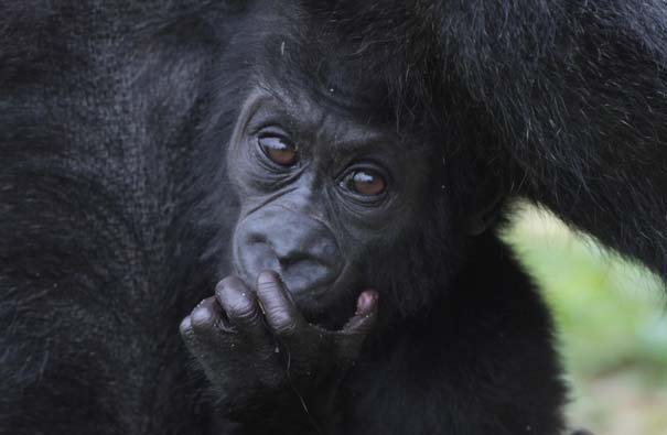 Οι πιο αξιολάτρευτες φωτογραφίες με μωρά ζώων του 2012 (15)