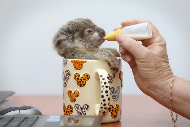 Οι πιο αξιολάτρευτες φωτογραφίες με μωρά ζώων του 2012 (32)