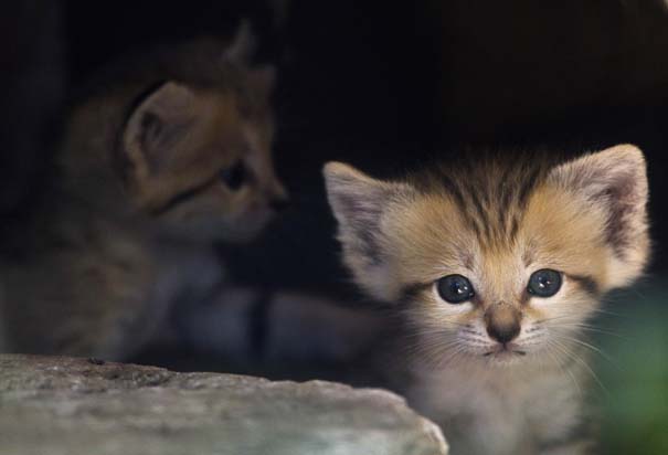 Οι πιο αξιολάτρευτες φωτογραφίες με μωρά ζώων του 2012 (44)