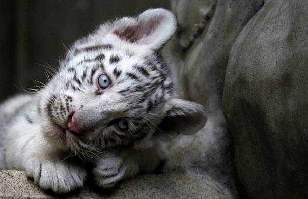 Οι πιο αξιολάτρευτες φωτογραφίες με μωρά ζώων του 2012 (45)