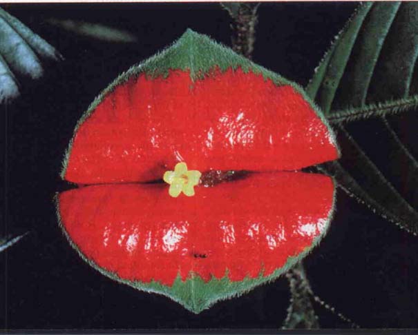 Το λουλούδι που μοιάζει με μεγάλα κόκκινα χείλη (2)
