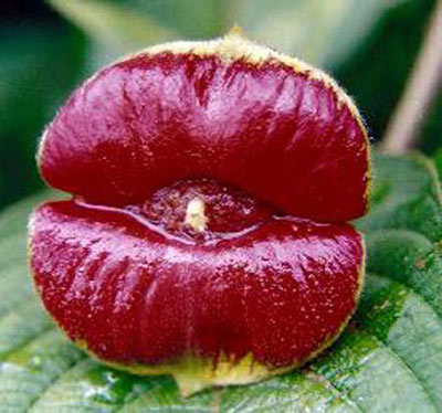 Το λουλούδι που μοιάζει με μεγάλα κόκκινα χείλη (5)