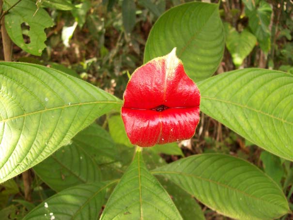 Το λουλούδι που μοιάζει με μεγάλα κόκκινα χείλη (6)