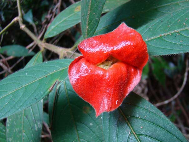 Το λουλούδι που μοιάζει με μεγάλα κόκκινα χείλη (7)
