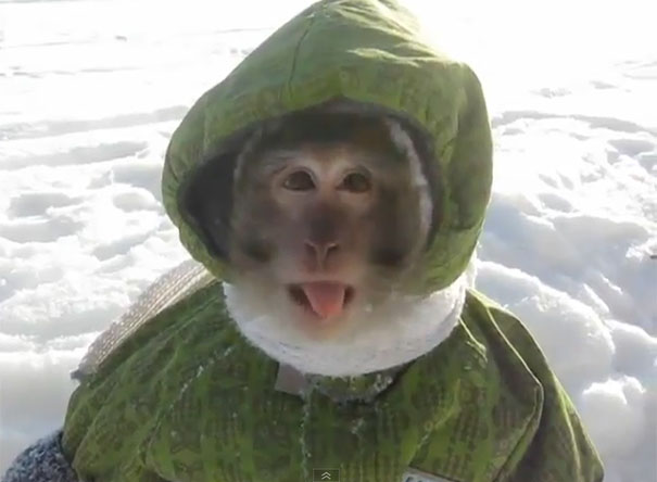 Μαϊμού με στολή για τα χιόνια