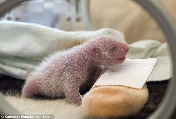Η μαμά Panda και το μικροσκοπικό νεογέννητο... (2)