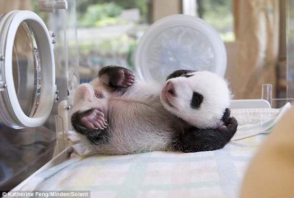 Η μαμά Panda και το μικροσκοπικό νεογέννητο... (4)