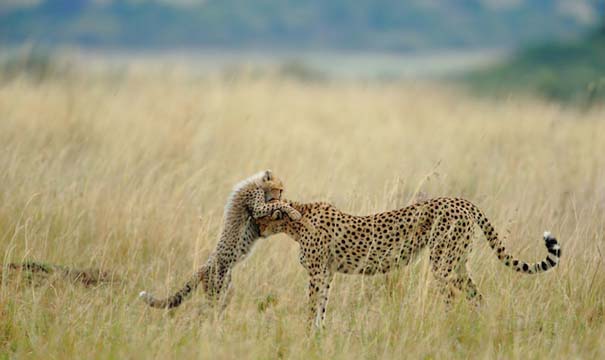 National Geographic: Οι κορυφαίες φωτογραφίες του 2012 (6)