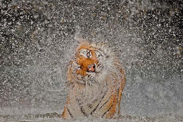 National Geographic: Οι κορυφαίες φωτογραφίες του 2012 (10)