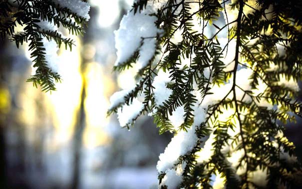 Ο Χειμώνας σε 35 υπέροχες φωτογραφίες (23)