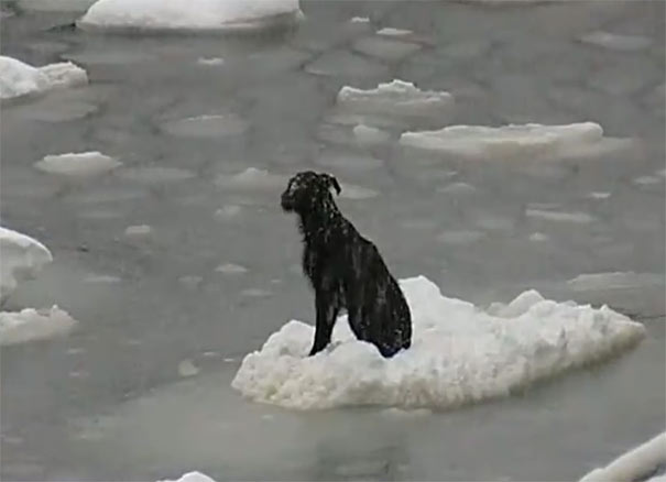 Ψαράδες έσωσαν σκύλο που επέπλεε σε μικρό κομμάτι πάγου στη θάλασσα (1)