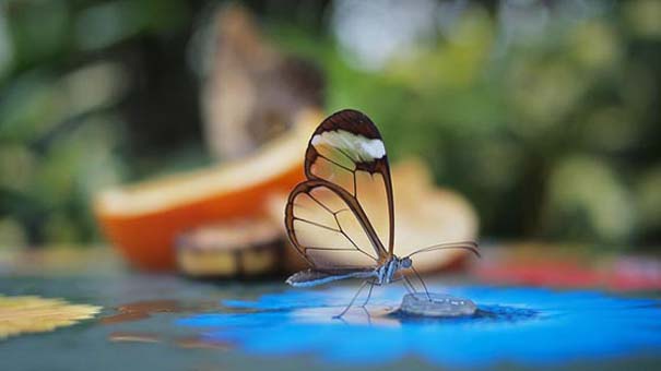 Η πεταλούδα με τα διάφανα φτερά (2)