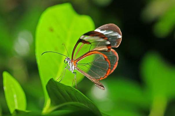 Η πεταλούδα με τα διάφανα φτερά (3)