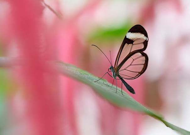 Η πεταλούδα με τα διάφανα φτερά (4)