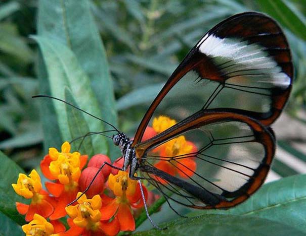 Η πεταλούδα με τα διάφανα φτερά (5)