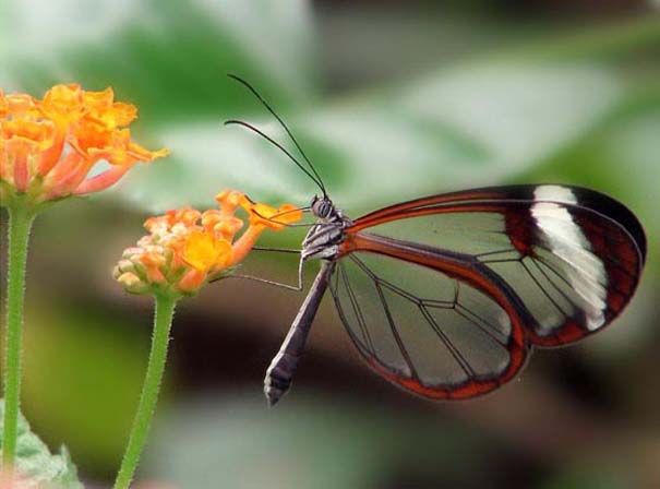 Η πεταλούδα με τα διάφανα φτερά (6)