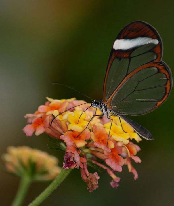 Η πεταλούδα με τα διάφανα φτερά (7)