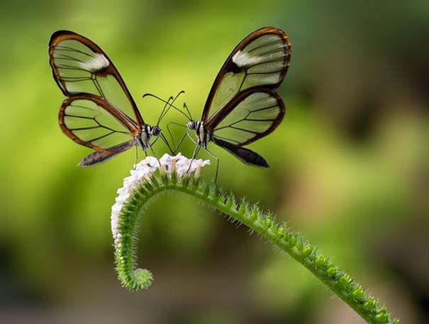 Η πεταλούδα με τα διάφανα φτερά (10)