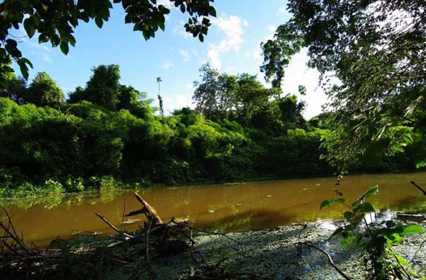 Μαγευτική φωτογραφική περιήγηση στα δάση του Αμαζονίου (2)