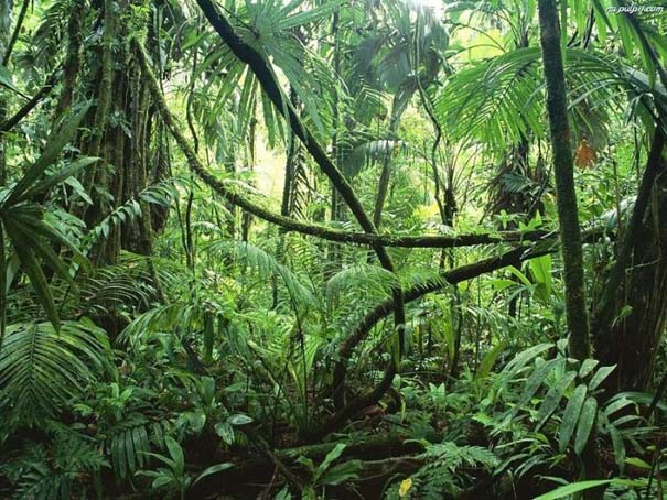 Μαγευτική φωτογραφική περιήγηση στα δάση του Αμαζονίου (5)