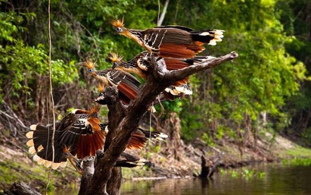 Μαγευτική φωτογραφική περιήγηση στα δάση του Αμαζονίου (34)
