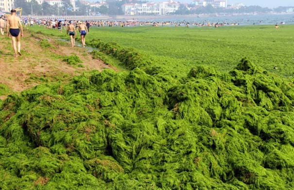 «Θάλασσα» από πράσινο στις ακτές της Κίνας (13)