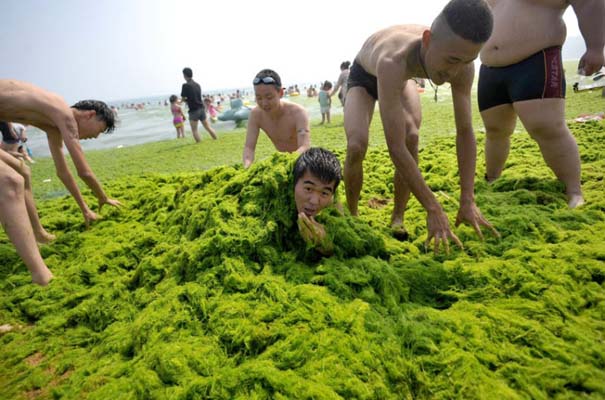«Θάλασσα» από πράσινο στις ακτές της Κίνας (8)