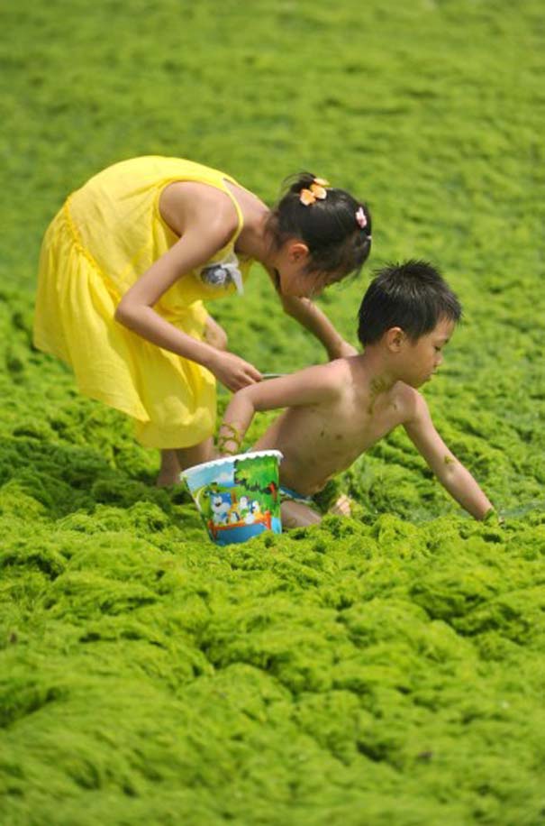 «Θάλασσα» από πράσινο στις ακτές της Κίνας (9)