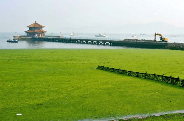 «Θάλασσα» από πράσινο στις ακτές της Κίνας (2)