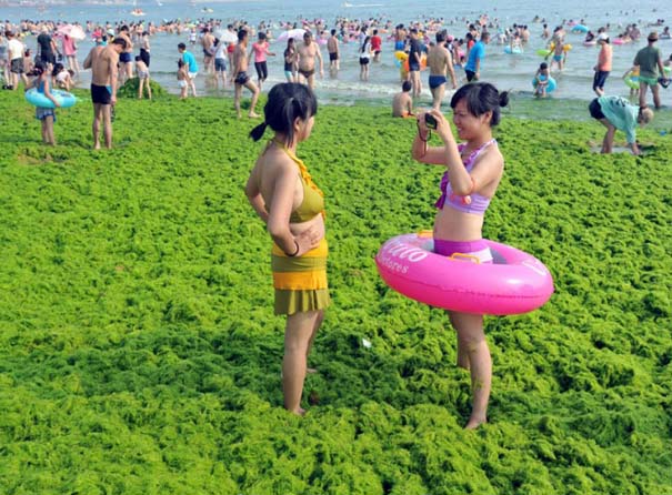 «Θάλασσα» από πράσινο στις ακτές της Κίνας (11)