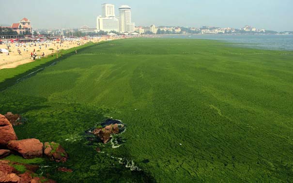«Θάλασσα» από πράσινο στις ακτές της Κίνας (1)