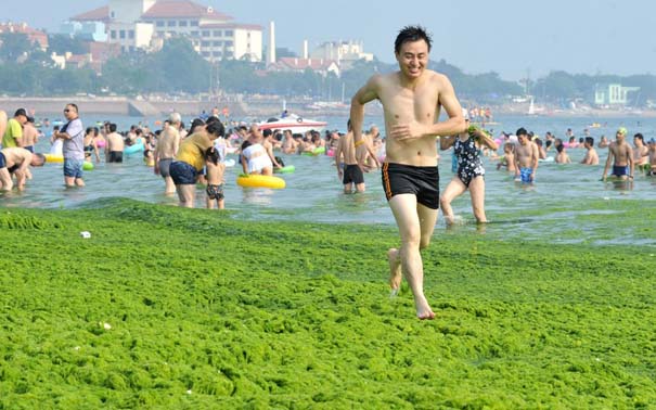 «Θάλασσα» από πράσινο στις ακτές της Κίνας (5)