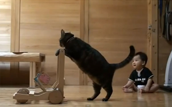 Γάτα μαθαίνει σε μωρό πως να περπατάει