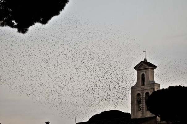 Μαζική επίθεση από κουτσουλιές πουλιών στη Ρώμη (1)