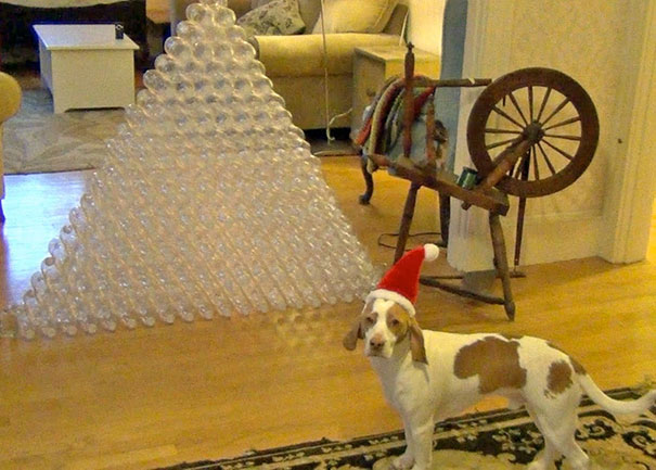 Σκύλος παίρνει δώρο 210 πλαστικά μπουκάλια και τρελαίνεται. Δείτε στο video τι συνέβη...