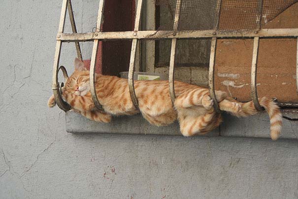 30 γάτες που κοιμούνται όπου και όπως τους έρθει (7)