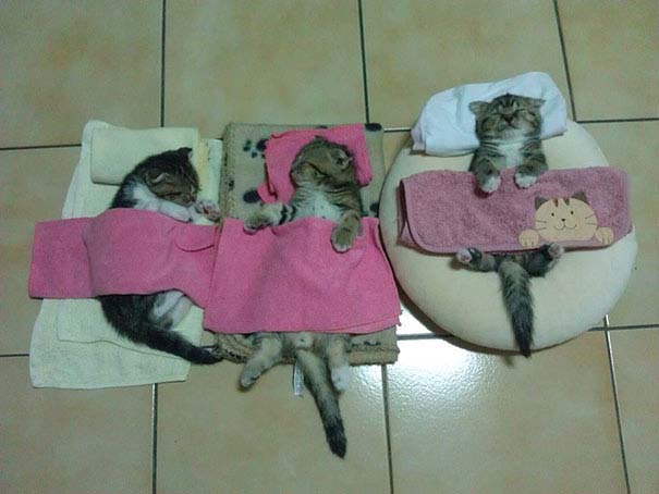 30 γάτες που κοιμούνται όπου και όπως τους έρθει (16)