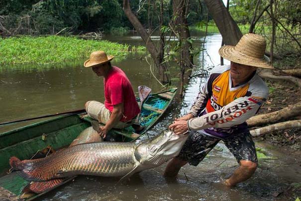 Ψάρεμα στον Αμαζόνιο (2)