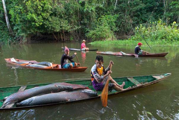 Ψάρεμα στον Αμαζόνιο (3)