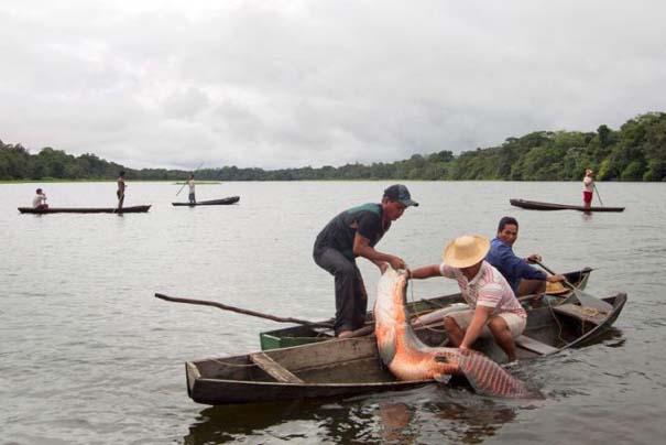 Ψάρεμα στον Αμαζόνιο (8)