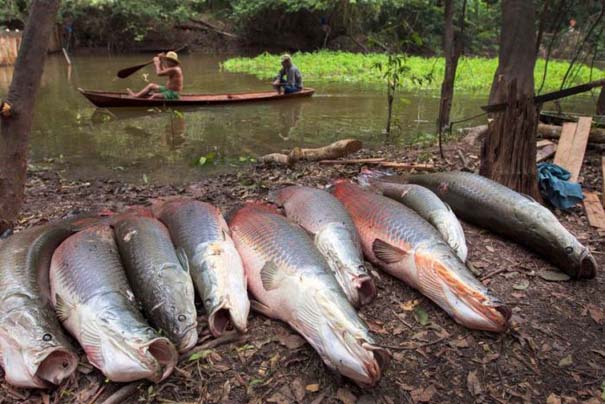 Ψάρεμα στον Αμαζόνιο (9)